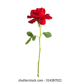 flower single long stem red rose isolated