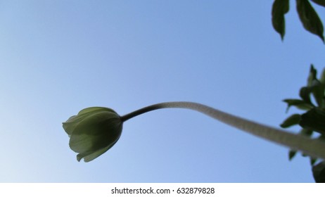 Flower and sky