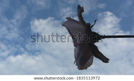 Similar – Image, Stock Photo Washing in the wind Sky