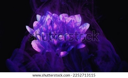 Flower smoke. Paint water. Fantasy nature. Purple color ink vapor cloud floating on pink daisy petals on dark black night abstract background.