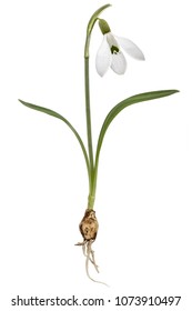 Flower Of Snowdrop With Bulb, Isolated On White Background