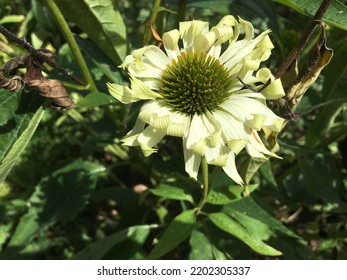 Flower Soaking Up The Sun