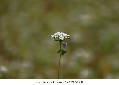 Soba Flower の画像 写真素材 ベクター画像 Shutterstock