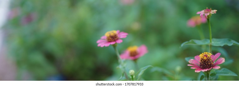  Flower soft focus with some sharp and blurred background.                              
