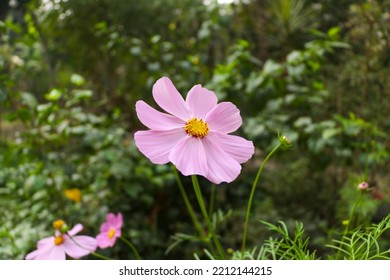 A flower, sometimes known as a bloom or blossom, is the reproductive structure found in flowering plants (plants of the division Angiospermae). - Shutterstock ID 2212144215