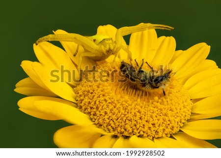 Flower spider with prey on aster