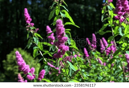 Flower spike of rose spirea,Spiraea douglasii,Close-up of pink flowering plant.Cone of rose hardhack steplebush hybrid douglass spirea of the rosaceae family from high angle view