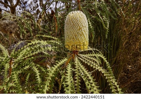 Flower spike of the showy banksia (Banksia speciosa) with saw-toothed leaves in natural habitat, Western Australia