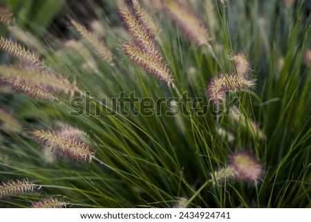 flower spikes of Chinese fountaingrass (Pennisetum alopecuroides)