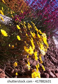flower spray