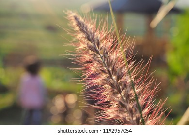 flower in spring