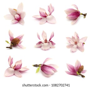 flower of spring magnolia blooming