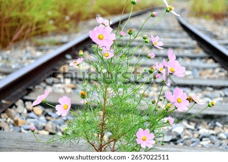 Flower sprouting from train tracks