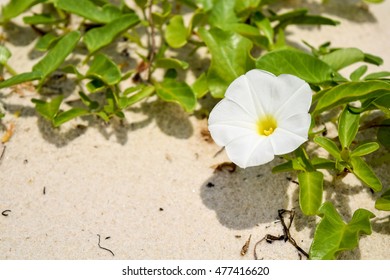 Flower At St. George Island, FL