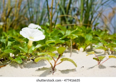 Flower At St. George Island, FL