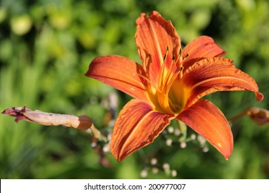 flower summer