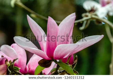 Flower – "SUNFLOWER SURPRISE” FLORAL DISPLAY. Magnolia Cameo starwars.