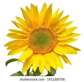 葵花 High Res Stock Images Shutterstock