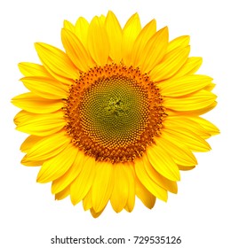 Flower Of Sunflower Isolated On White Background. Seeds And Oil. Flat Lay, Top View