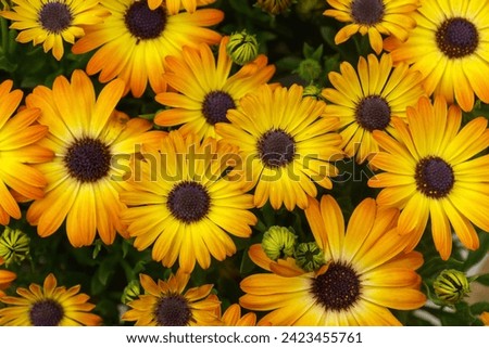 #flower #sunflowers #yellow #beautiful #beauty #love #realxing #top #weather #heart #nature #fragrance #water #love