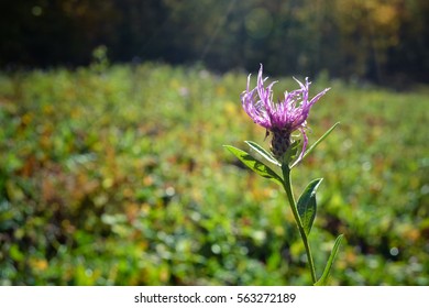 Flower in Sunlight