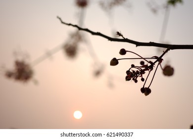 flower and sunset