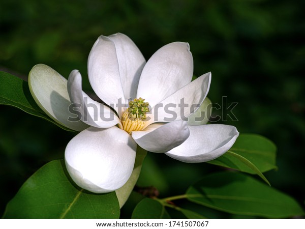 Flower\
of sweetbay magnolia  (Magnolia virginiana), a small tree native to\
the Atlantic and Gulf coasts of the United\
States.