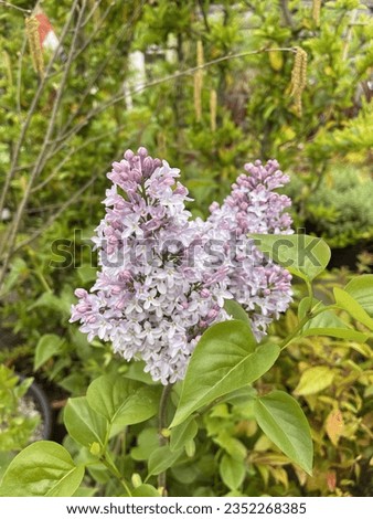 Flower of Syringa vulgaris 'Michel Buchner' (Lilac) flowering in early summer