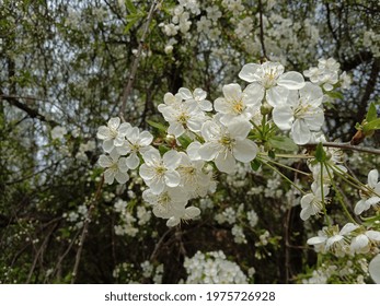 Plant Reproductive System High Res Stock Images Shutterstock