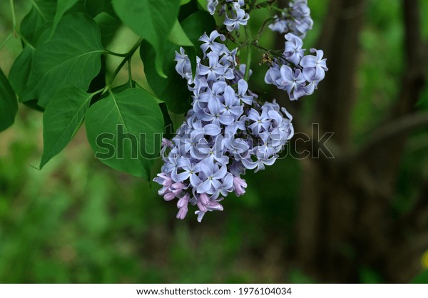 Flower System Organs Seed Reproduction Flowering Stock Photo Edit Now