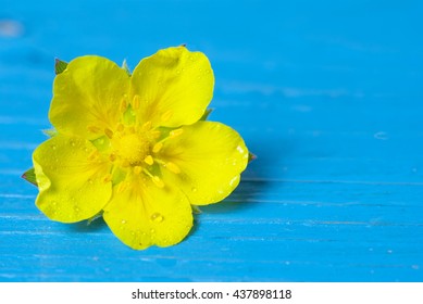 flower in table