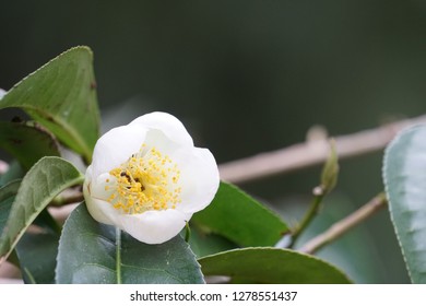 Flower Of Tea Or Camellia Sinensis