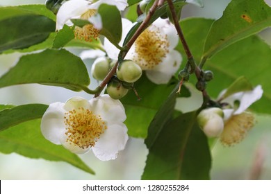 Flower Of Tea Or Camellia Sinensis