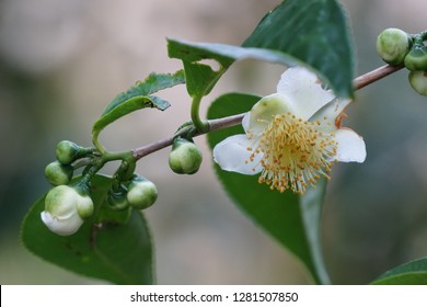 Flower Of Tea Or Camellia Sinensis