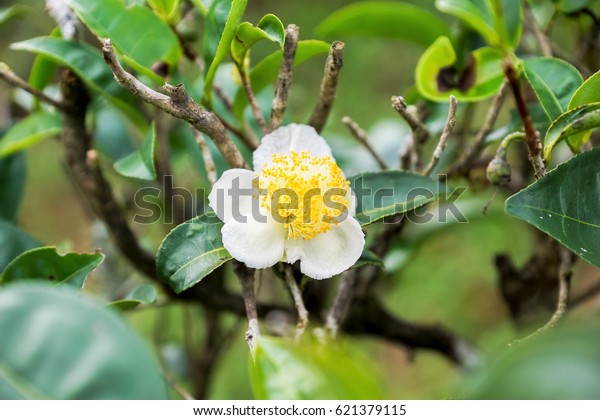 Flower of tea plant (Camellia sinensis var \'\
Chinsingganzai \') , Jasmine tea blossom, White tea flower blooming,\
real photo picture