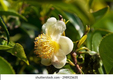 Flower Tea, White Camellia Sinensis Flower On The Tea Plantation In Munnar. Kerala. India