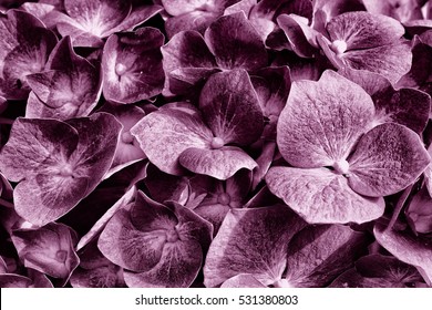 Flower Texture In Mauve