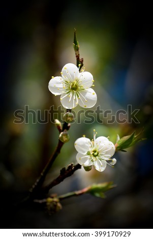 Similar – Image, Stock Photo Zero eight fifteen | typical spring picture