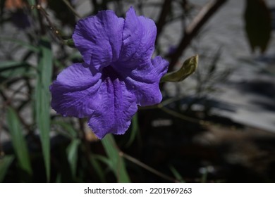 flower that grows by itself