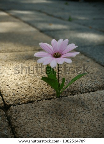 Similar – solitary flower Flower