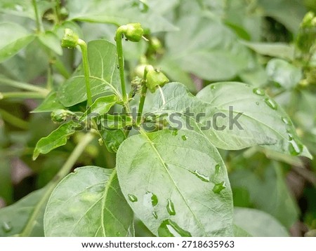 The flower that will eventually become a cayenne pepper