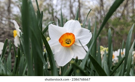 Flower in the time of spring