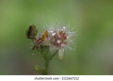 Flower tiny from back yard