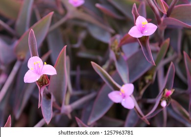Flower of Tradescantia pallida.  Other common names include purple secretia, purple-heart, and purple queen. - Shutterstock ID 1257963781