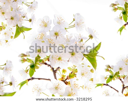 Blossom pear tree in white flowers