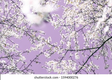 Purple Cherry Images Stock Photos Vectors Shutterstock