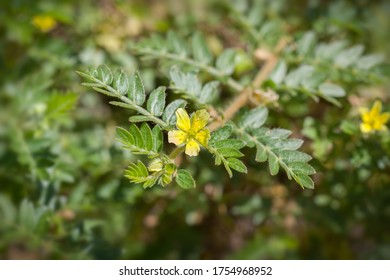 Flower Of Tribulus Terrestris Plant