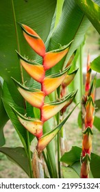 Flower In A Tropical Location