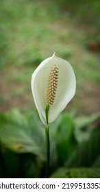 Flower In A Tropical Location