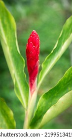 Flower In A Tropical Location